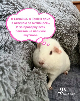 Новая рубрика фонда: питомцы нашей команды