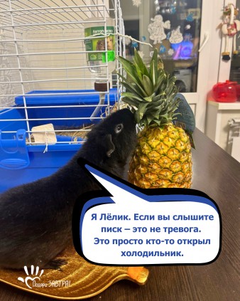 Новая рубрика фонда: питомцы нашей команды